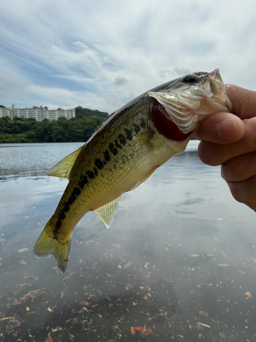 sabutaro28's tweet photo. 型が出ない。
#fishing
#23stradic
#鱒レンジャー
#zpi
#gomexus https://t.co/OX8qXXFWyD