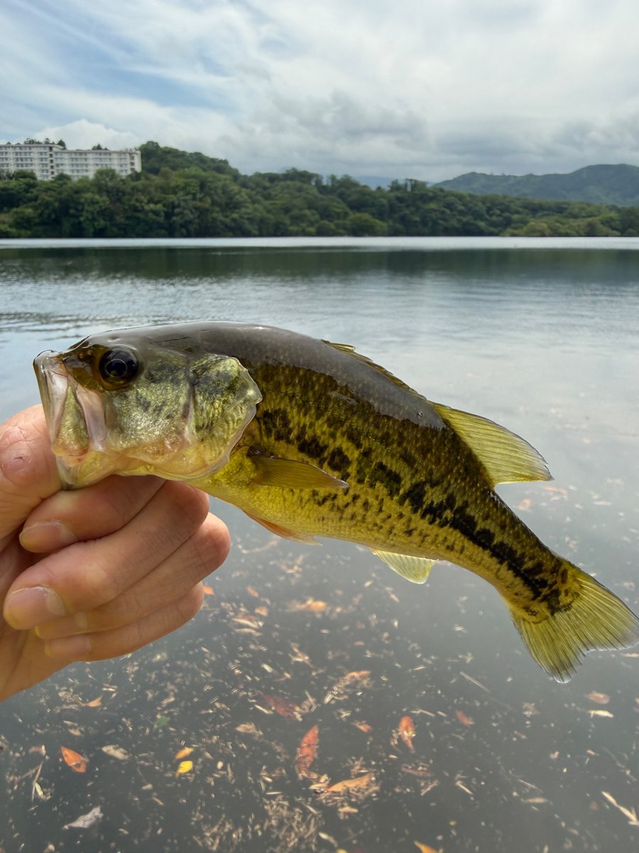 sabutaro28's tweet photo. 型が出ない。
#fishing
#23stradic
#鱒レンジャー
#zpi
#gomexus https://t.co/OX8qXXFWyD