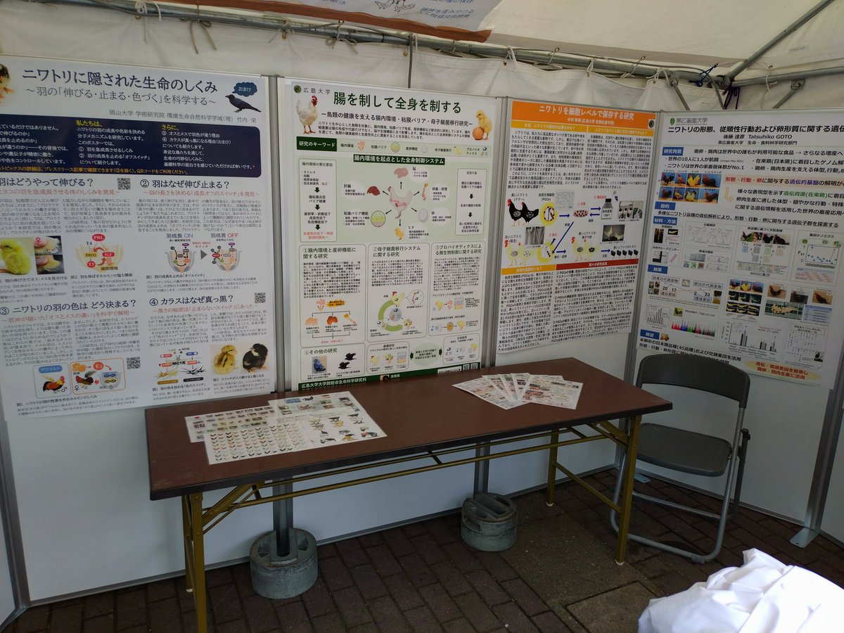 gallusjapan's tweet photo. 手羽先サミット2026
6/5㈮、6㈯、7㈰
ニワトリのことを知りたい方は、ぜひお立ち寄りください👍️ https://t.co/7xY1d5UWio