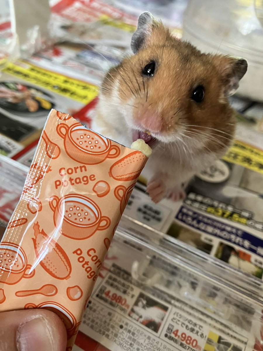 mouse10162 tweet picture