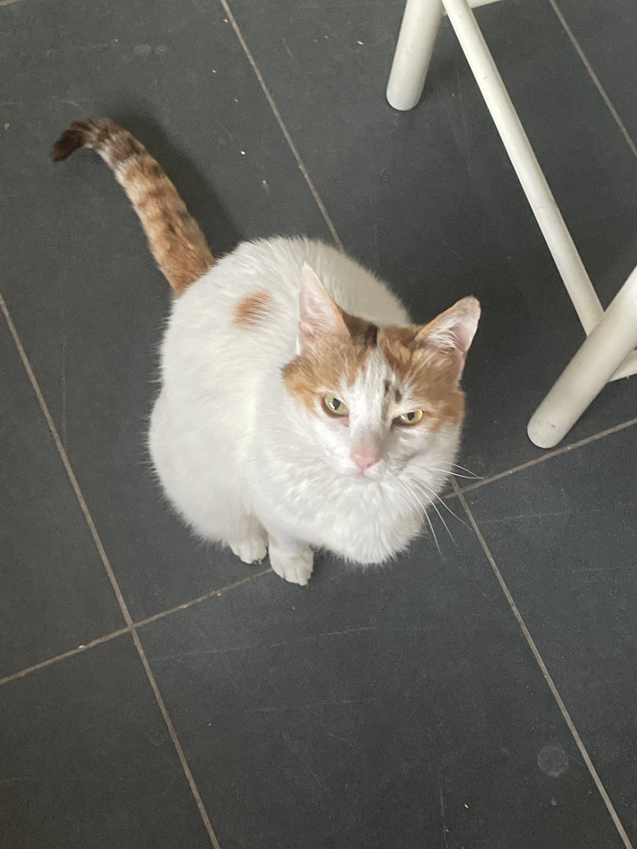 f4epawzz's tweet photo. Look at this greedy shit, hears any kind of packet opening and comes running https://t.co/qcHldajGVW