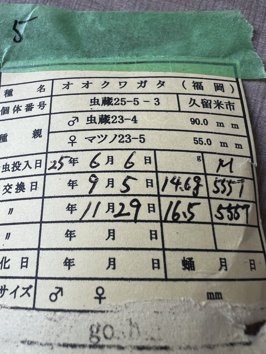 goshin9057's tweet photo. 種親確定♀。
虫蔵さん25-5幼虫補強から
良い♀出ました。羽化1ヶ月は経ってないのでサイズは確定出来ないけどこの感じは好み。 https://t.co/Pw8IzIkU6u