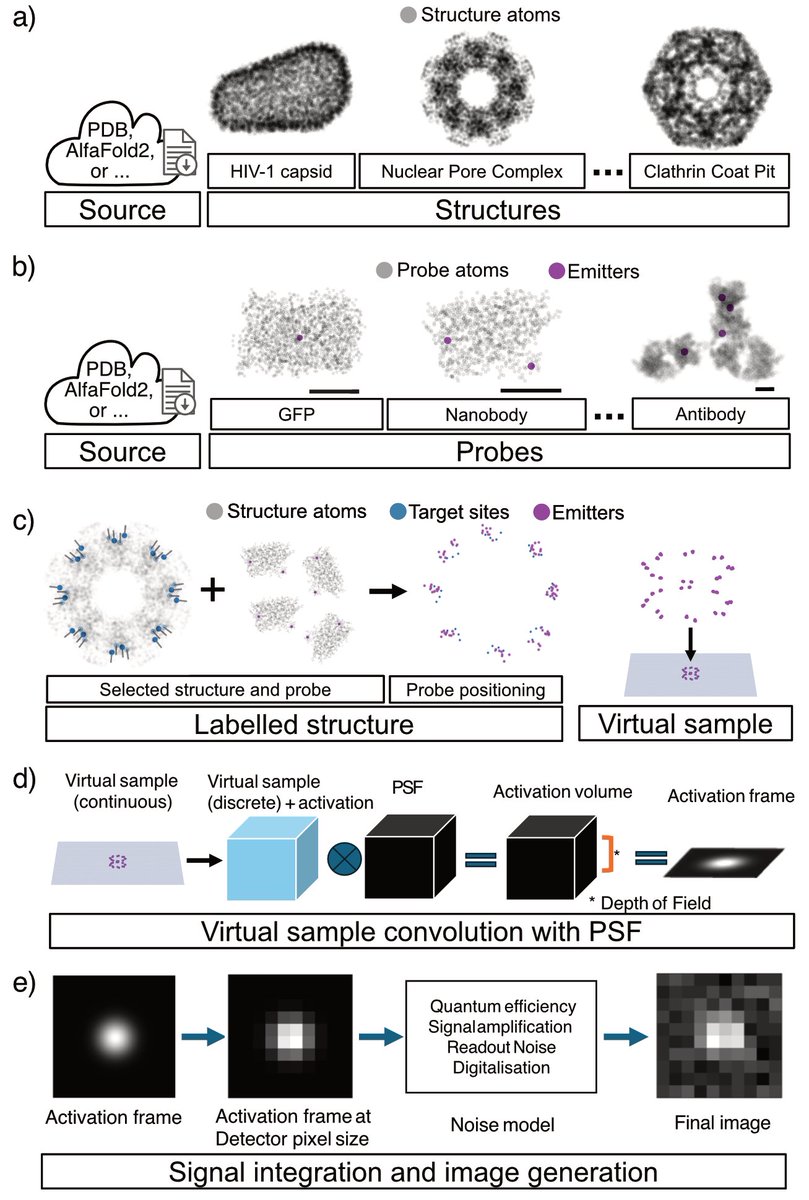 _mariod's tweet photo. Workflow:
🧬 Import structure
🏷️ Choose labelling strategy
🎲 Simulate realistic stochastic labelling
🔬 Generate virtual images for Widefield, Confocal, AiryScan, STED and SMLM
Helping researchers test experiments before collecting data https://t.co/QsH0LrRtlX https://t.co/gVJreqN5rb