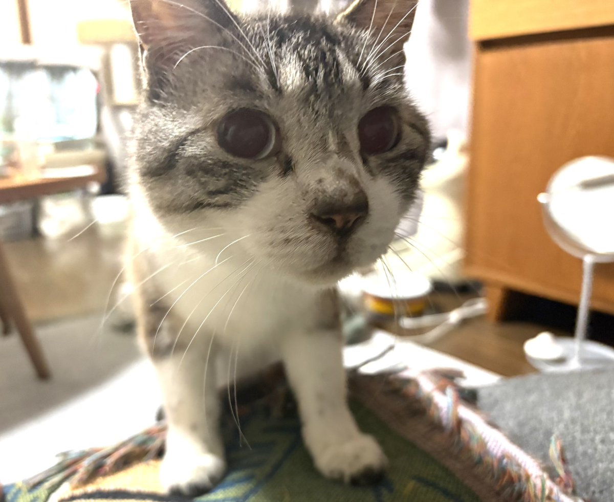 llvanillall's tweet photo. 「お前だけ！！ちゅーる！！ずるい！！」みたいにぐいぐい来られましたがこれはキレートレモンです。 https://t.co/vmJeoGpWP0