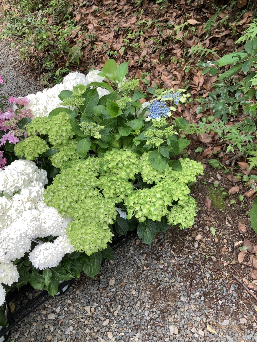 fool0714's tweet photo. 休暇をとって紫陽花を見に行ってきた https://t.co/lJZIBXxQs7