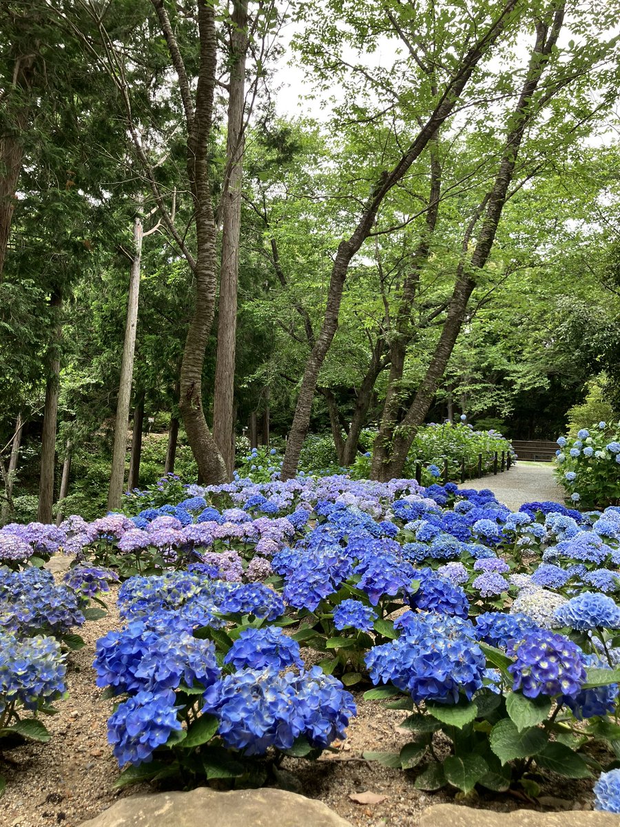 fool0714's tweet photo. 休暇をとって紫陽花を見に行ってきた https://t.co/lJZIBXxQs7