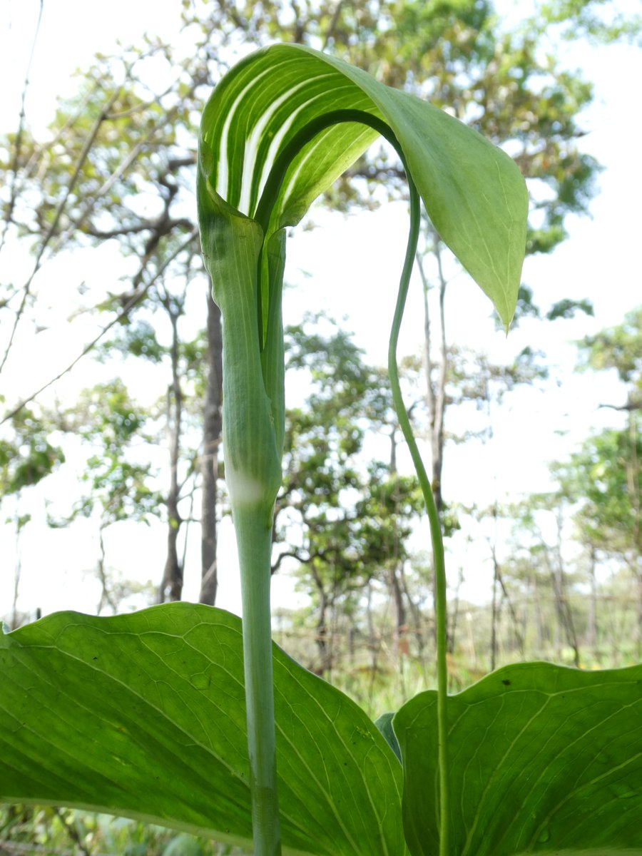 TomokiSANDO's tweet photo. Arisaema prazeri

何度も訪れたことのある場所でも、年や時期が違うと目新しい植物に出会うことができる。
本種もその一つ。3出複葉の大きな葉を持ち、1.2mほどの高さに白いストライプの入った緑色の仏炎苞を持った花を咲かせていた。長さ30㎝近くにもなる付属体が伸びだし、長く垂れ下がっていた。 https://t.co/dF766dmL5a
