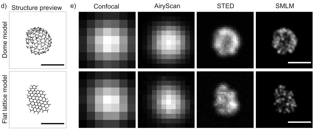 _mariod's tweet photo. Can microscopy distinguish a flat from a domed clathrin lattice?
VLab4Mic predicts:
❌ Confocal
❌ AiryScan
✅ STED
✅ SMLM
A simple example of how simulation can guide modality selection before spending microscope time https://t.co/DFwYn8zuqe