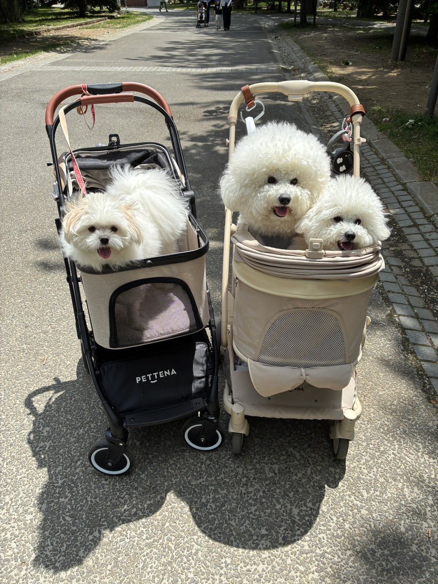 pom__pudding's tweet photo. 実家に預けると絶対散歩行って写真送ってくれるのかわいい笑 https://t.co/DSoEEwz9yP