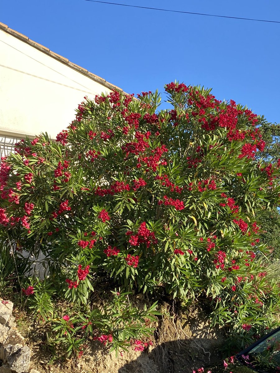 G27Marco's tweet photo. La balade du petit matin â tout autre allure aujourd’hui #Roquemaure #gard avant de rallier #orange #vaucluse https://t.co/FtN8JNKqwv