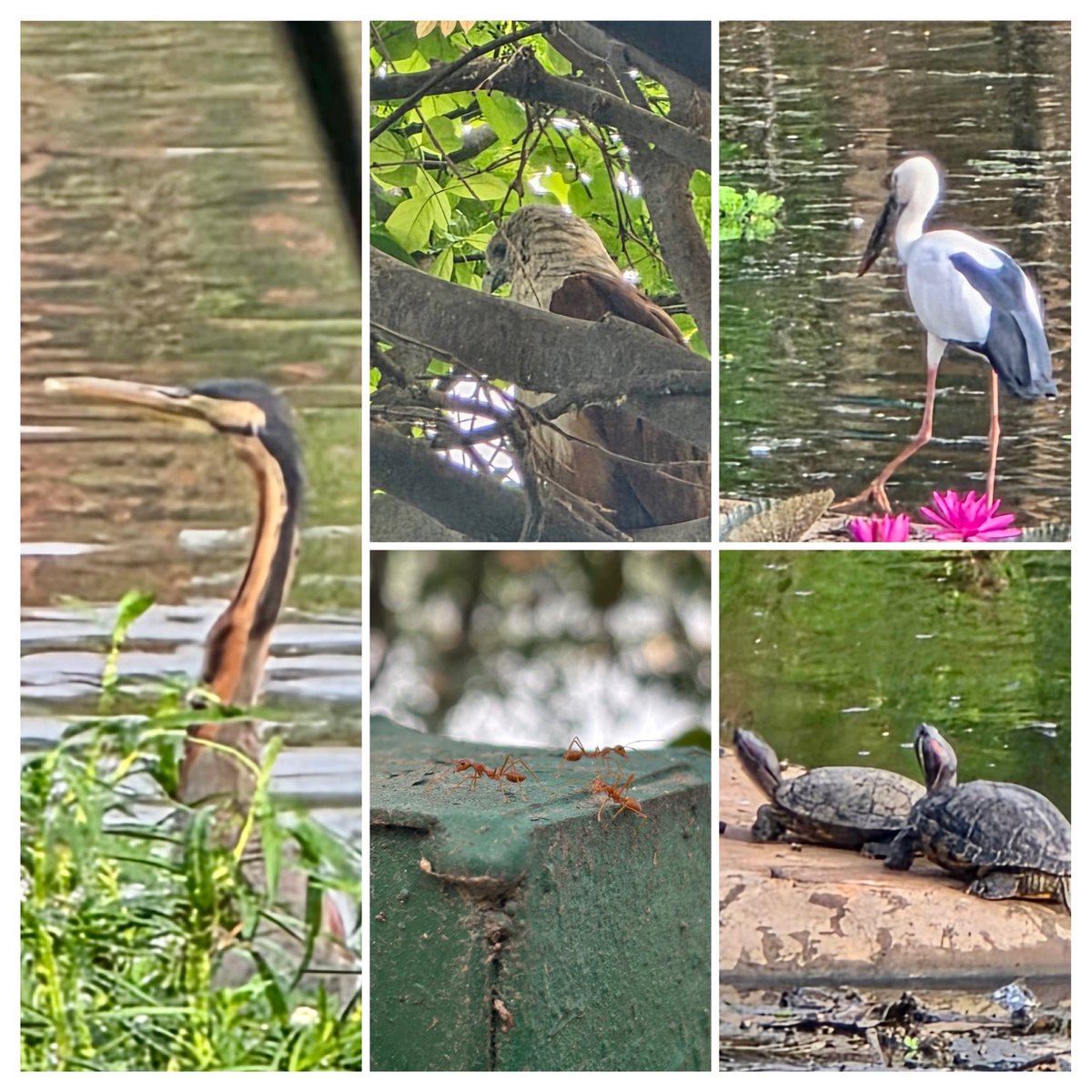 sheebarajam's tweet photo. Went for a morning walk in my neighbourhood. In the heart of Bangalore.
I wasn't expecting any of this.
We talk a lot about what we're losing. But sometimes the earth quietly shows you what's still here, if you slow down enough to see it.
#WorldEnvironmentDay #Bangalore https://t.co/fM3tDCjPeL