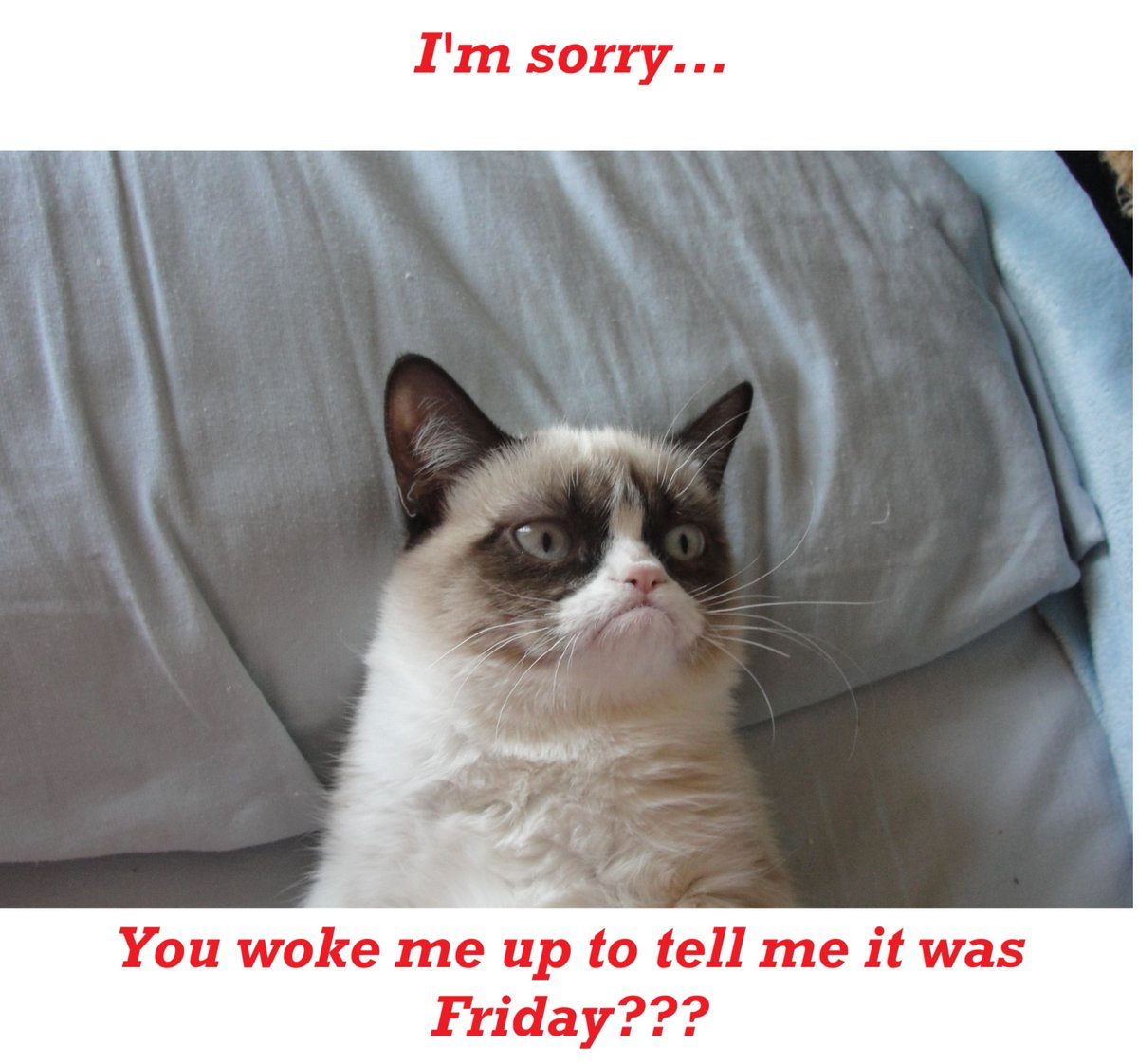 FlissZak's tweet photo. Hey, it's Friday!  Hope its a good one.

#WritingCommunity #poetrycommunity #readingcommunity #GrumpyCat #GoodMorning #Friday https://t.co/1MqUKkyEls