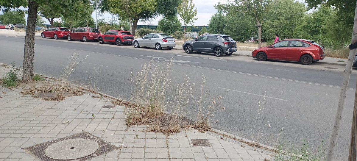 IsabelAmaMadrid's tweet photo. @MADRID .Tiene que venir el Papa a las Rosas en Madrid para que arreglen los parques ,matojos en los arboles y rieguen las calles y limpien papeleras  .Aquí hay mayoría de votantes del PP que empiezan a estar hartos .@AlmeidaPP_ https://t.co/Aip6AzWGYq