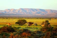 RMX65v's tweet photo. I have always wondered why people from countries in Africa like Somalia, Sudan, Eritrea, etc. choose to live in tents in dry areas but not in areas where there is water and cultivated land. https://t.co/YjuK5b7iBJ