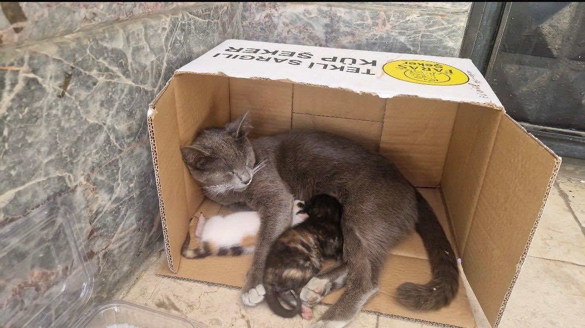 masum_gozler's tweet photo. Sancaktepe

ACİL‼️ BELEDİYEYİ ARAMIŞLAR

2 bebekli anne
ÇOK ACİL GEÇİCİ  KALICI YUVA KORUMA
ÇOK ACİL‼️‼️‼️‼️‼️
+90546 813 94 24

İSTANBUL İÇİ HER YERE GETİRİLİR
BAŞKA YERE NAKİL DE YAPILIR https://t.co/R4HyMYrZUE