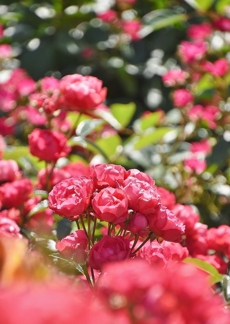 maruse12468's tweet photo. ❤️バラ❤️薔薇❤️バラ科
八重のバラの中では小さめの花が好きです☺️💕

#バラ #薔薇 #赤い花 #ミニバラ #私の花の写真 
                 https://t.co/7w0z7hKyMJ https://t.co/xVQqlUxMVC