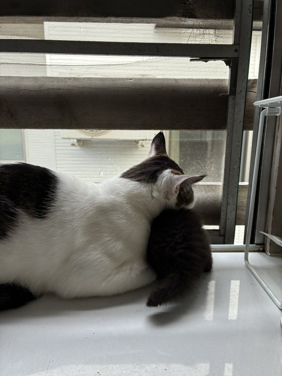 mi10461's tweet photo. 「弟分ができて満更でもにゃい」

#保護猫 https://t.co/KcqE85EDu0