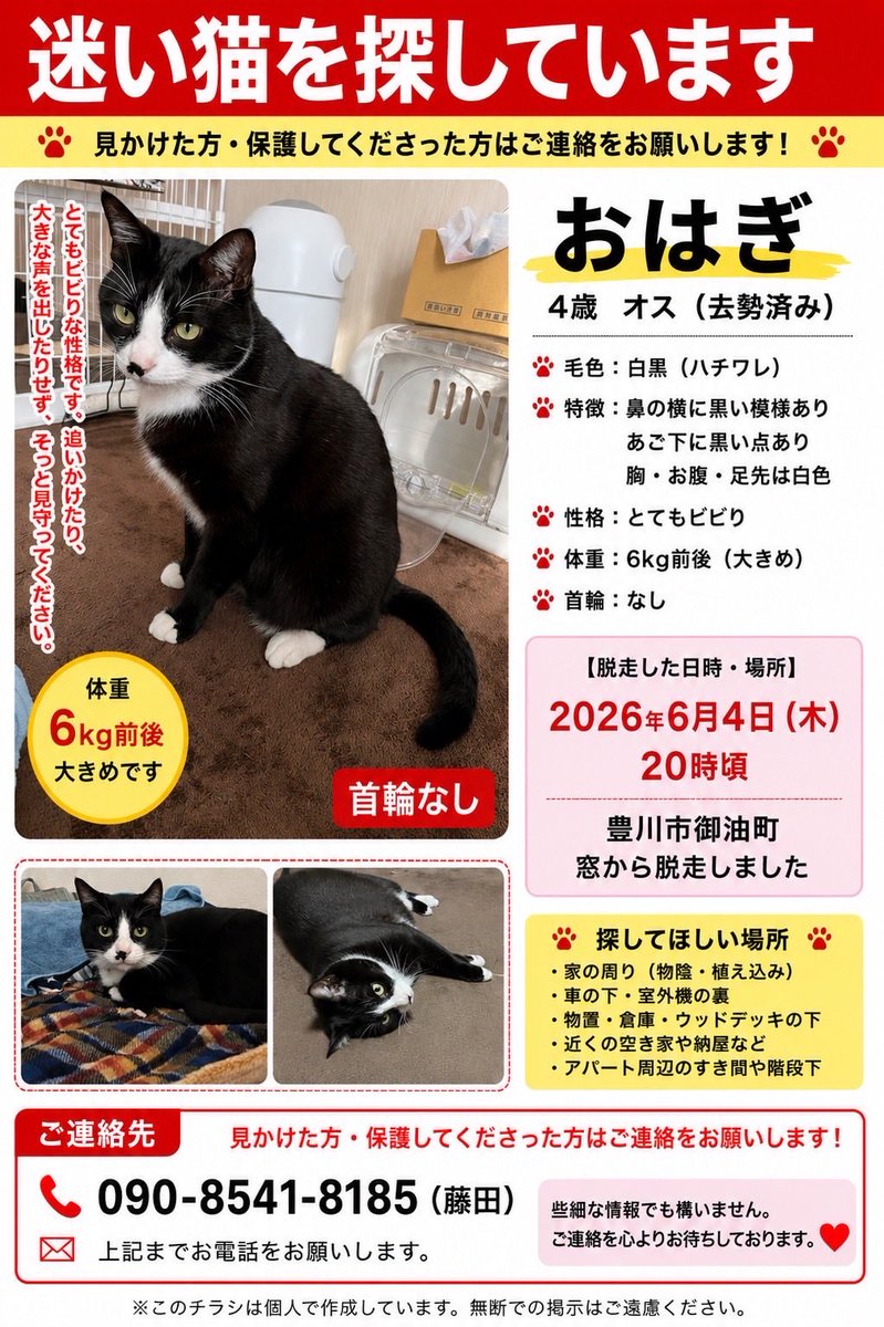 保護猫カフェtormenta tweet media