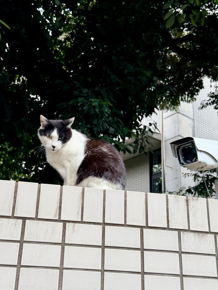 marimo2810's tweet photo. 最近の上野〜谷中さんぽの様子。
トーハク前の噴水広場で空の写真撮ったら、ちょうど鳥が飛んでた。谷中霊園出たとこの立派な桜たち、切られてしまうそう。相変わらず地面を這うように歩くダックスさん。朝ごはん待ちのモーちゃん(猫)、防犯カメラと共に。
#今日のダックスさん #上野公園 #谷中霊園 https://t.co/z1b9X9zO0g