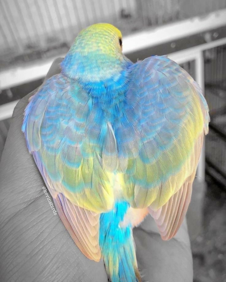 insperarise's tweet photo. pastel feather glow 🐦 https://t.co/RLGNGU5PAp