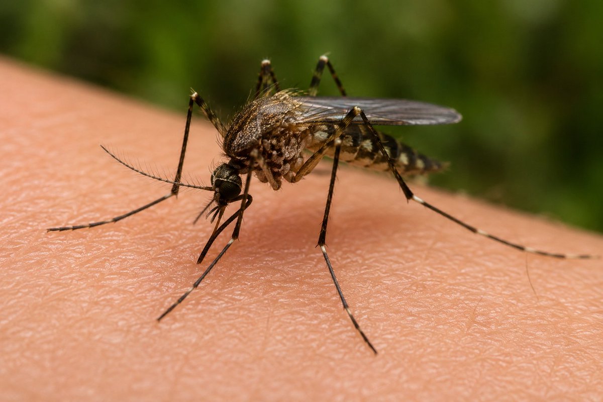 chi_quiero's tweet photo. The UK has mosquitoes but barely any malaria. Any person here with malaria would have gotten it from abroad. 

Although most UK mosquitoes do bite, the climate is too cold and inconsistent for malaria parasites to survive and spread properly.

Also, there just aren’t massive swarms like in tropical countries because the UK has fewer hot, humid breeding conditions and a shorter mosquito season overall.

One thing I've noticed about the mosquitoes here, though, is how the size of some of them. Very big.
