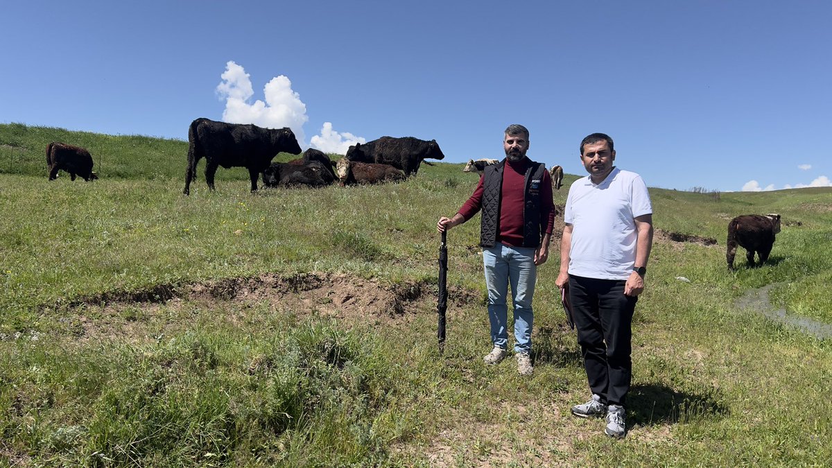 sadunklc's tweet photo. Merada Angus ve Hereford Düve Kontrolleri #denetim #izleme #takip #senyeterkiüret #angus https://t.co/26DxJIDo5K