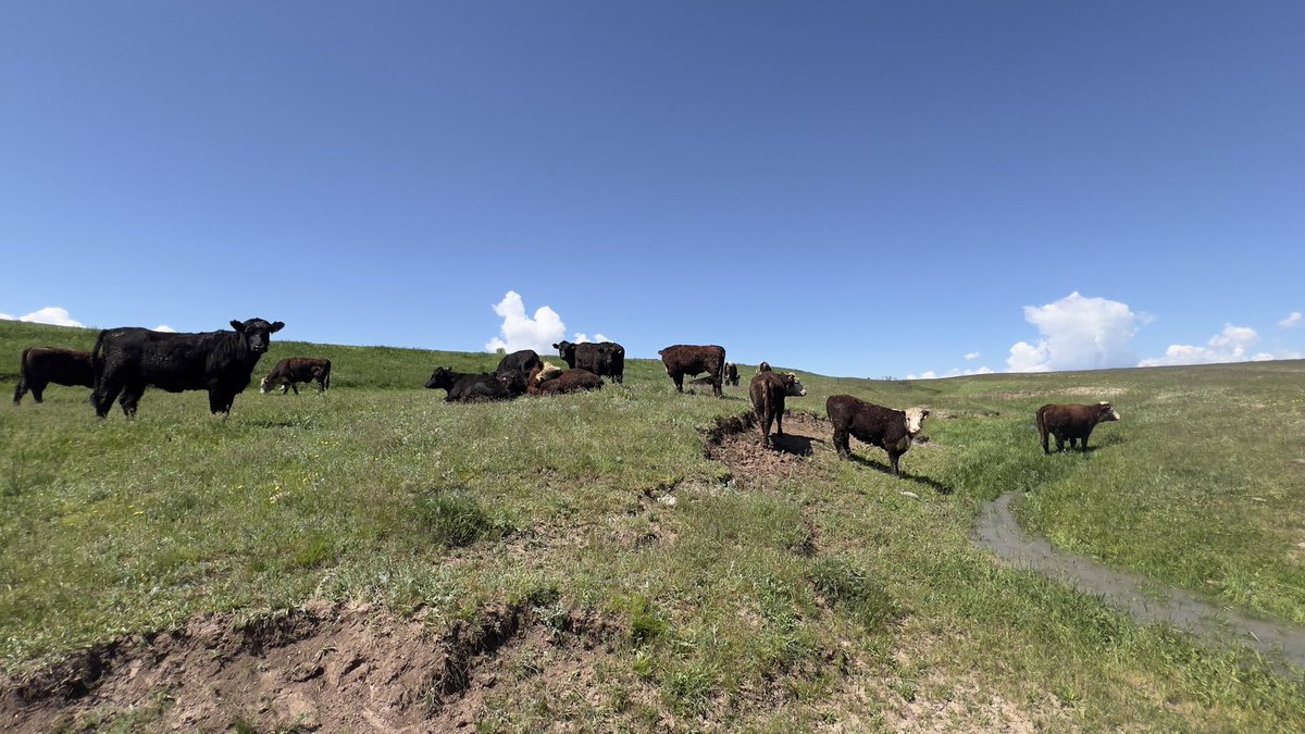 sadunklc's tweet photo. Merada Angus ve Hereford Düve Kontrolleri #denetim #izleme #takip #senyeterkiüret #angus https://t.co/26DxJIDo5K