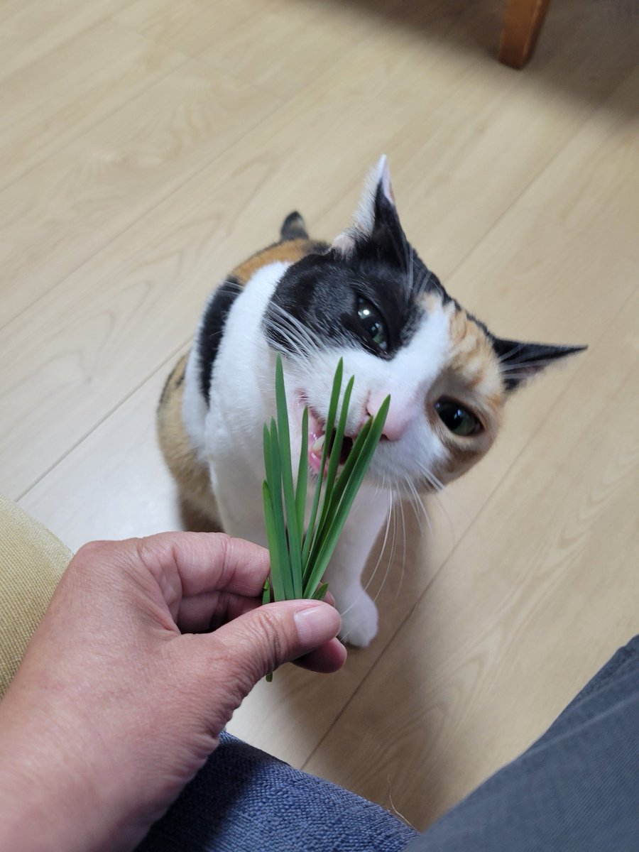 pushu_gubi's tweet photo. どっちの方から食べようかなー♪ https://t.co/Hrdd6XcYOA