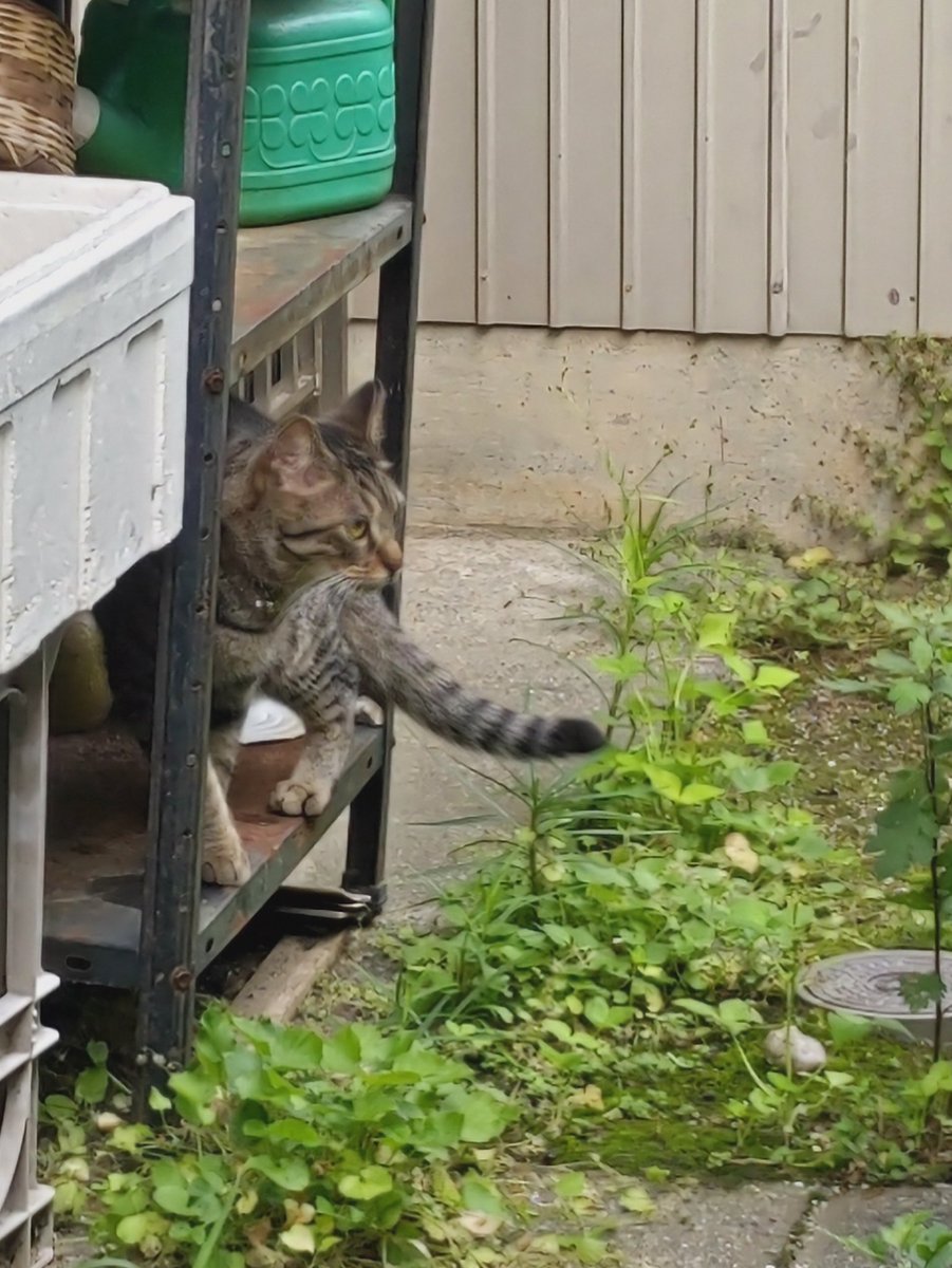 nd801ulhVspQZMJ's tweet photo. #代理投稿 #みよし市 #迷い猫  #拡散希望

知人から頼まれて投稿します。
首輪に鈴がついているそうです。
探してる飼い主さんみえますか？ https://t.co/jjXtveklIw