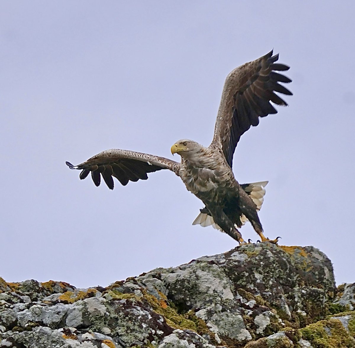 RobSwift5's tweet photo. A highlight of the Outer Hebrides trip last week… White-tailed Eagles on the Isle of Ronay.The best encounter for weeks, according to the Eagle monitoring guide. 2 pairs &amp; 1 imm’ seen. At one point an adult soared with a Golden Eagle pair…very unusual apparently. 😌 https://t.co/cnU0RGuxHL