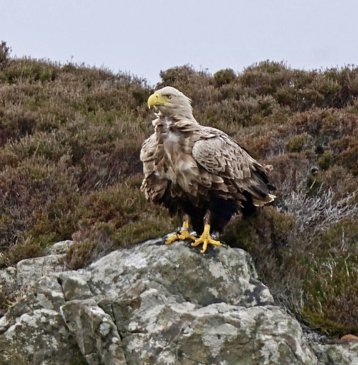 RobSwift5's tweet photo. A highlight of the Outer Hebrides trip last week… White-tailed Eagles on the Isle of Ronay.The best encounter for weeks, according to the Eagle monitoring guide. 2 pairs &amp; 1 imm’ seen. At one point an adult soared with a Golden Eagle pair…very unusual apparently. 😌 https://t.co/cnU0RGuxHL