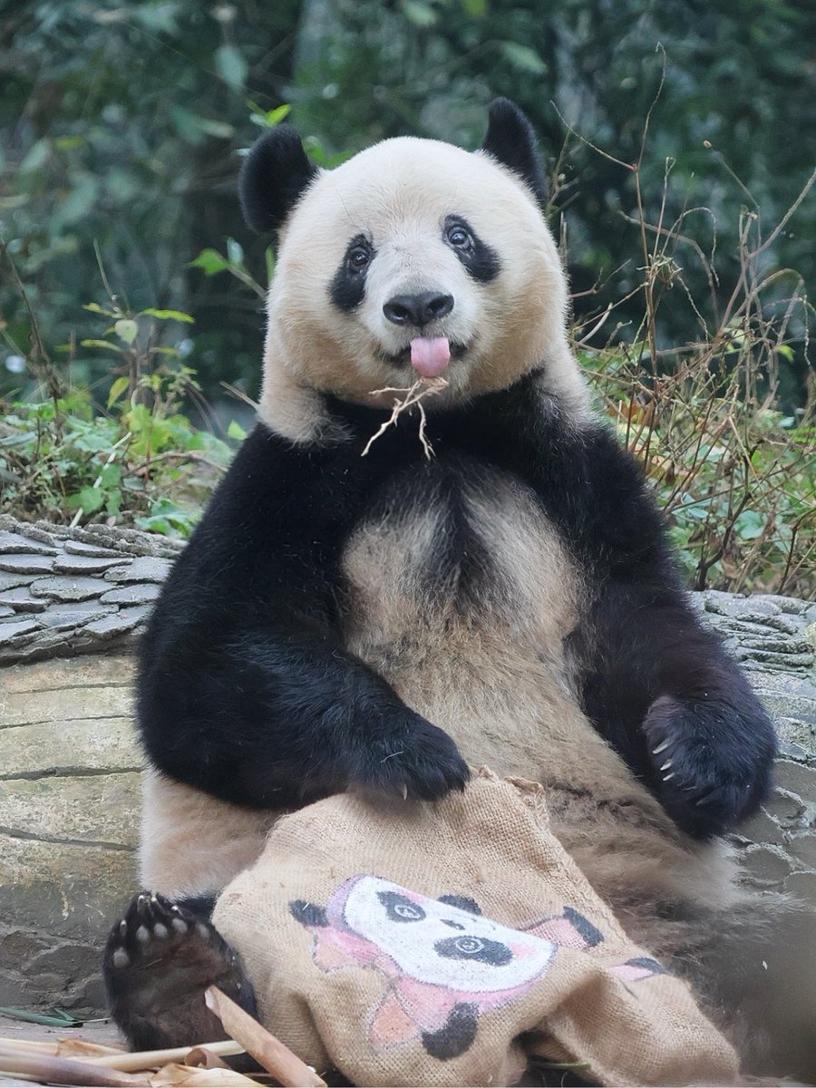 シャンシャン