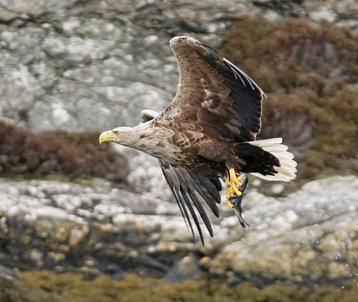 RobSwift5's tweet photo. A highlight of the Outer Hebrides trip last week… White-tailed Eagles on the Isle of Ronay.The best encounter for weeks, according to the Eagle monitoring guide. 2 pairs &amp; 1 imm’ seen. At one point an adult soared with a Golden Eagle pair…very unusual apparently. 😌 https://t.co/cnU0RGuxHL