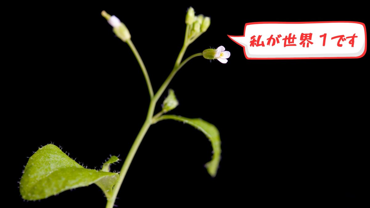 NazologyInfo's tweet photo. 世界で最も研究されている「雑草」の驚くべき発見
https://t.co/Y5SWbwj5aG

世界で最も研究されている雑草と言われるシロイヌナズナ。その種子の大きさを制御する方法の発見が25年に報告されています。この技術はイネなどに応用されれば21世紀の農業革命が起こるかもしれないという。 https://t.co/WSERKzX9N9