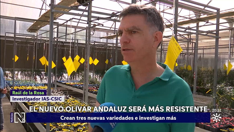 IAS_CSIC's tweet photo. 🎥 🎥 Científicos andaluces crean tres variedades de olivo más resistentes a los hongos en Noticias, Canal Sur Televisión
#cienciaparalagricultura #CSIC @CSICdivulga @IAS_CSIC @IfapaJunta
@raulrosanavarro @mejoradeolivo @CSurNoticias 
https://t.co/1LsWuFS97O https://t.co/bKdrhL1njZ