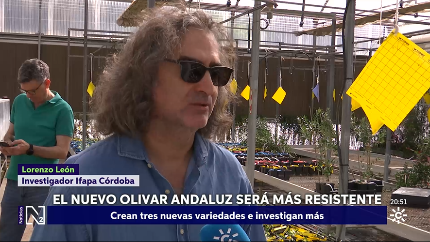 IAS_CSIC's tweet photo. 🎥 🎥 Científicos andaluces crean tres variedades de olivo más resistentes a los hongos en Noticias, Canal Sur Televisión
#cienciaparalagricultura #CSIC @CSICdivulga @IAS_CSIC @IfapaJunta
@raulrosanavarro @mejoradeolivo @CSurNoticias 
https://t.co/1LsWuFS97O https://t.co/bKdrhL1njZ