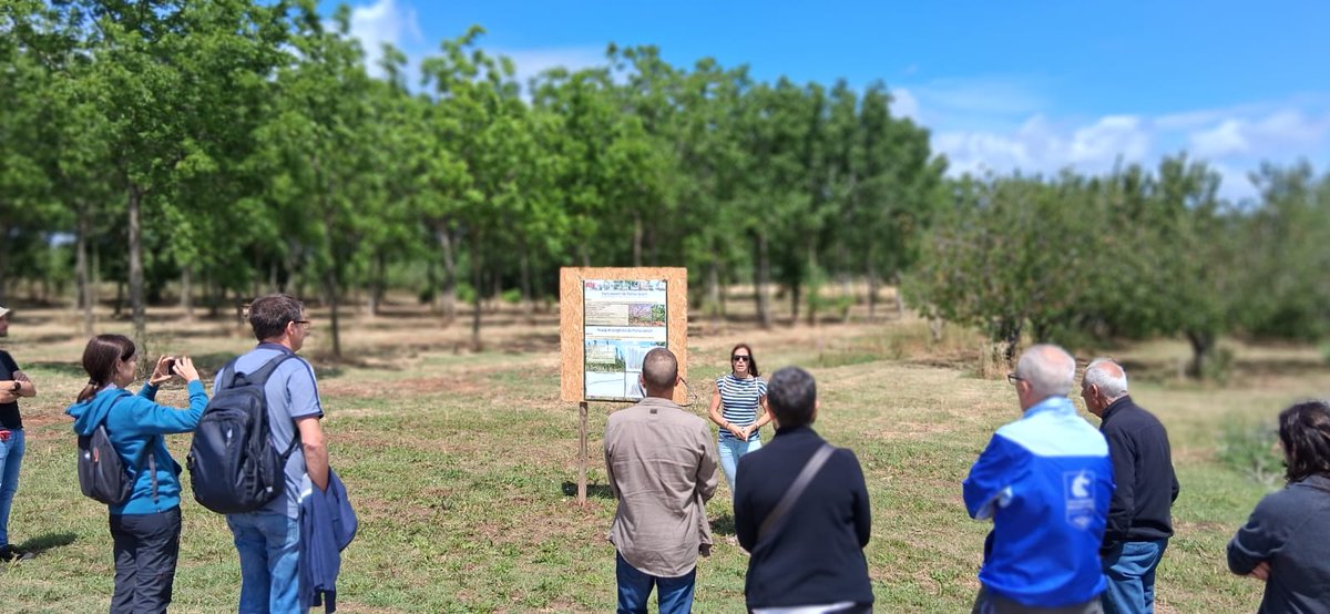 ctforestal's tweet photo. 🪵Hem explicat el disseny i manteniment de les plantacions per fusta de qualitat i de pi pinyer per producció de #pinyons.

També hem visitat una plantació de millora genètica de noguera i cirerer
@irtacat @cfcatalunya #JornadesTècniquesSilvícoles https://t.co/RpV1IRiF6a