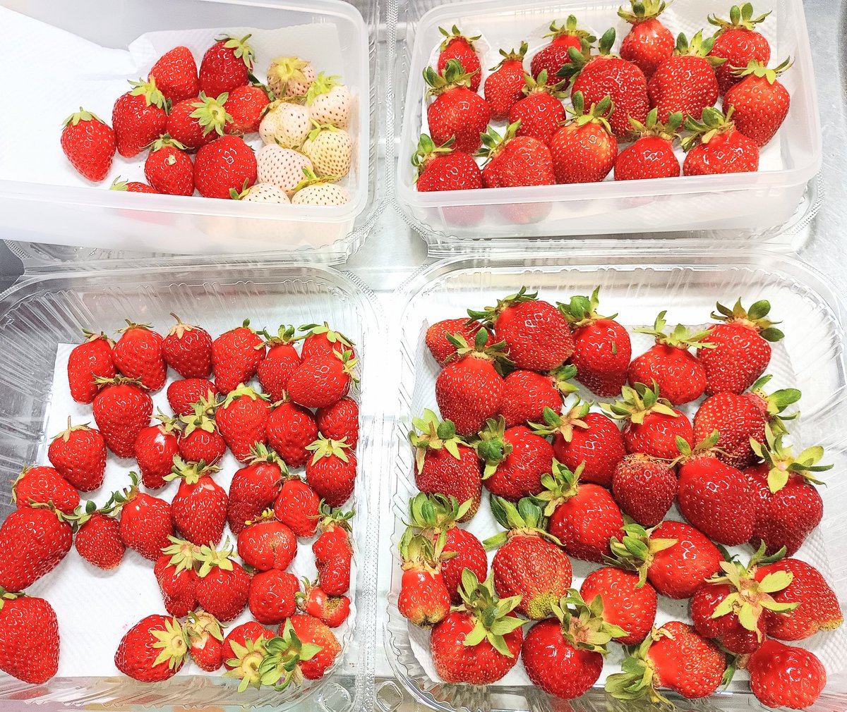 tendonflour's tweet photo. 今日も大量🍓🍓🍓🍓
ビニールハウス内の収穫は中盤、畑の方は今日から本格的に収穫開始しました
現在お店では🍓自家製 完熟イチゴのパフェ提供中🍓

お店で使う用のカボチャ🎃の種も植えたので上手く育てば秋あたりに提供いたします😁 https://t.co/O0oW3xPqwX