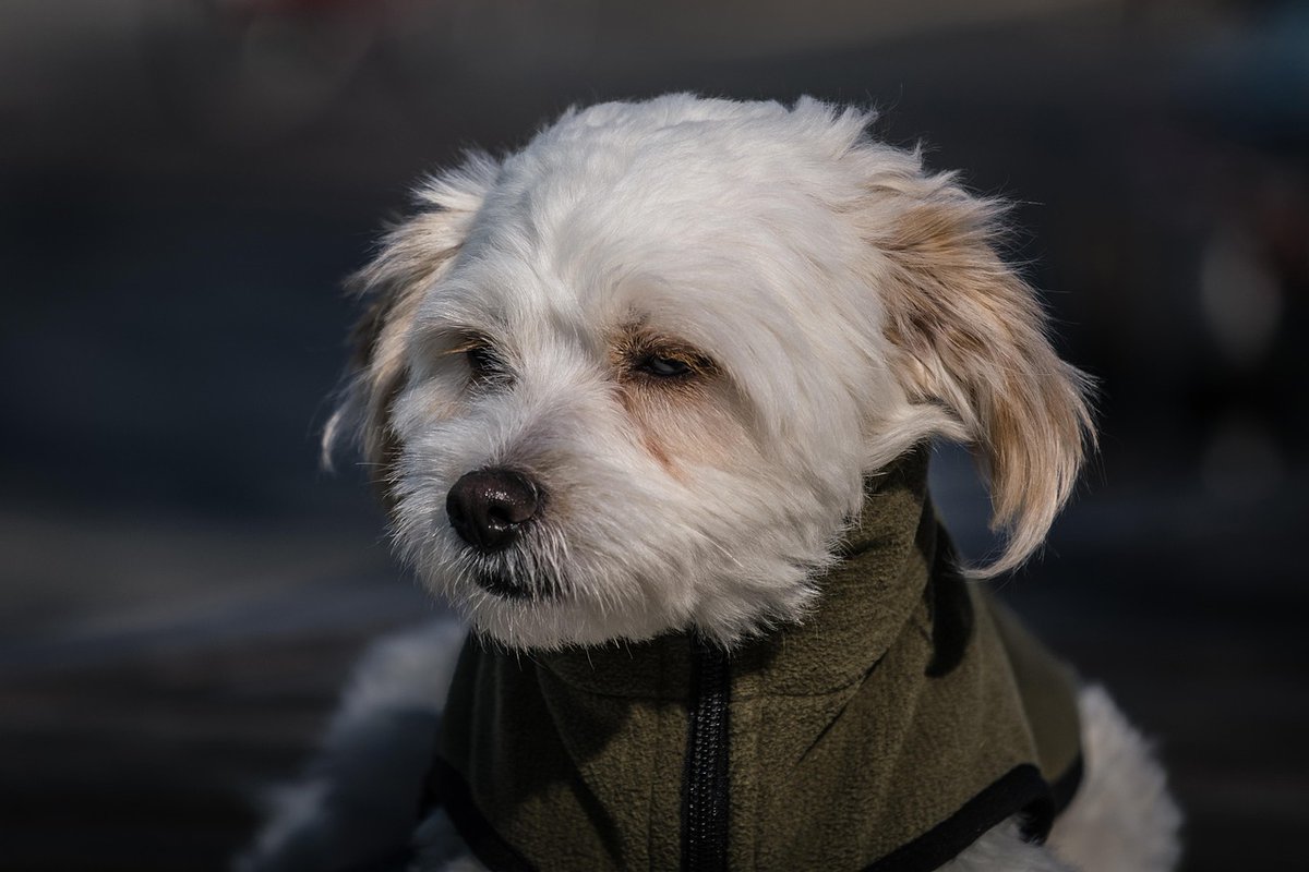 frye_john96207's tweet photo. Some rescue dogs show unconditional love every day 🌟
Their energy fills homes with laughter 🤍
yHe https://t.co/ed7rR7E7Ae