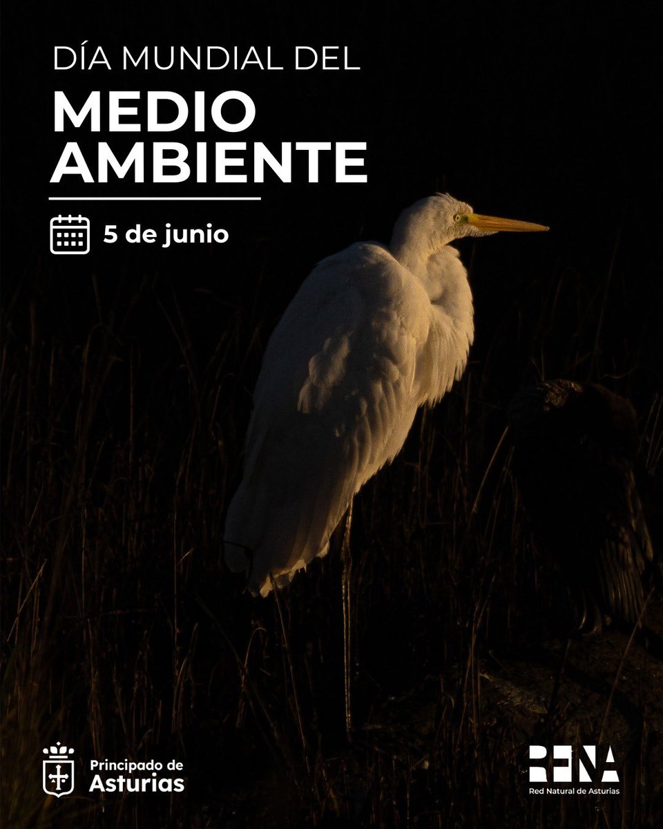 rena_asturias's tweet photo. 🌍💚 Hoy, 5 de junio, celebramos el Día Mundial del Medio Ambiente, una fecha impulsada por las Naciones Unidas desde 1973 para sensibilizar sobre la importancia de proteger la naturaleza y los recursos de los que depende nuestra vida. 🌱 https://t.co/6pohcmI5FJ