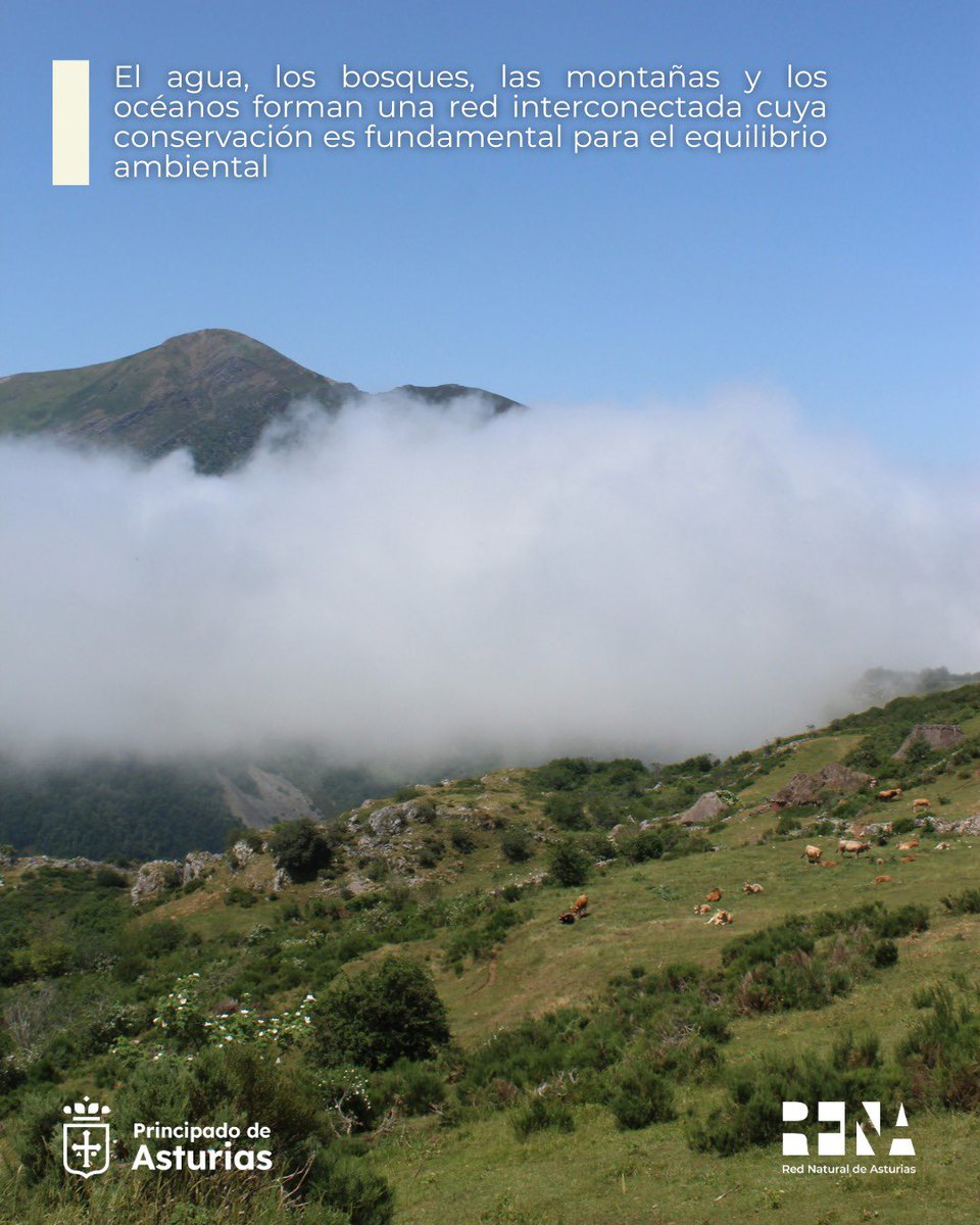 rena_asturias's tweet photo. 🌍💚 Hoy, 5 de junio, celebramos el Día Mundial del Medio Ambiente, una fecha impulsada por las Naciones Unidas desde 1973 para sensibilizar sobre la importancia de proteger la naturaleza y los recursos de los que depende nuestra vida. 🌱 https://t.co/6pohcmI5FJ