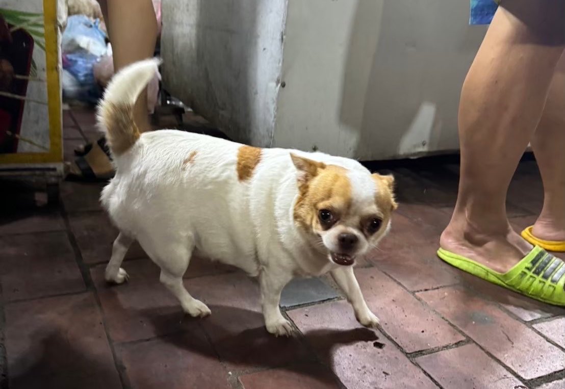 hamuchantown's tweet photo. ラオスで近づいてきた犬おもしろすぎた https://t.co/j9Z6Qfxsef