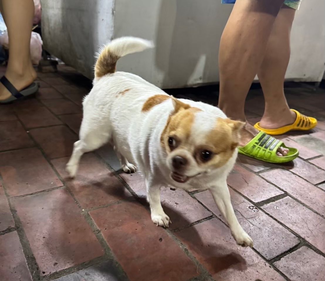 hamuchantown's tweet photo. ラオスで近づいてきた犬おもしろすぎた https://t.co/j9Z6Qfxsef