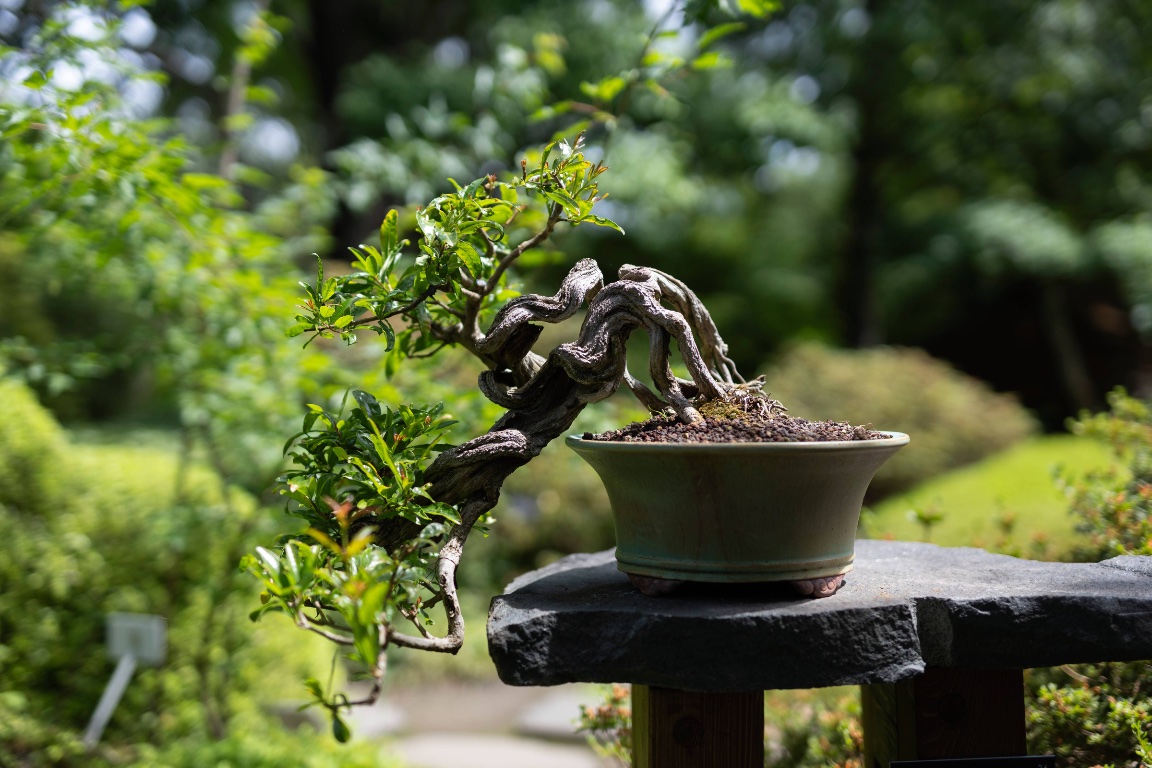 protisedi's tweet photo. V Botanické zahradě Praha dnes začíná Festival bonsají a japonské kultury

https://t.co/kdFp7ckPaw https://t.co/bkYspttrv3