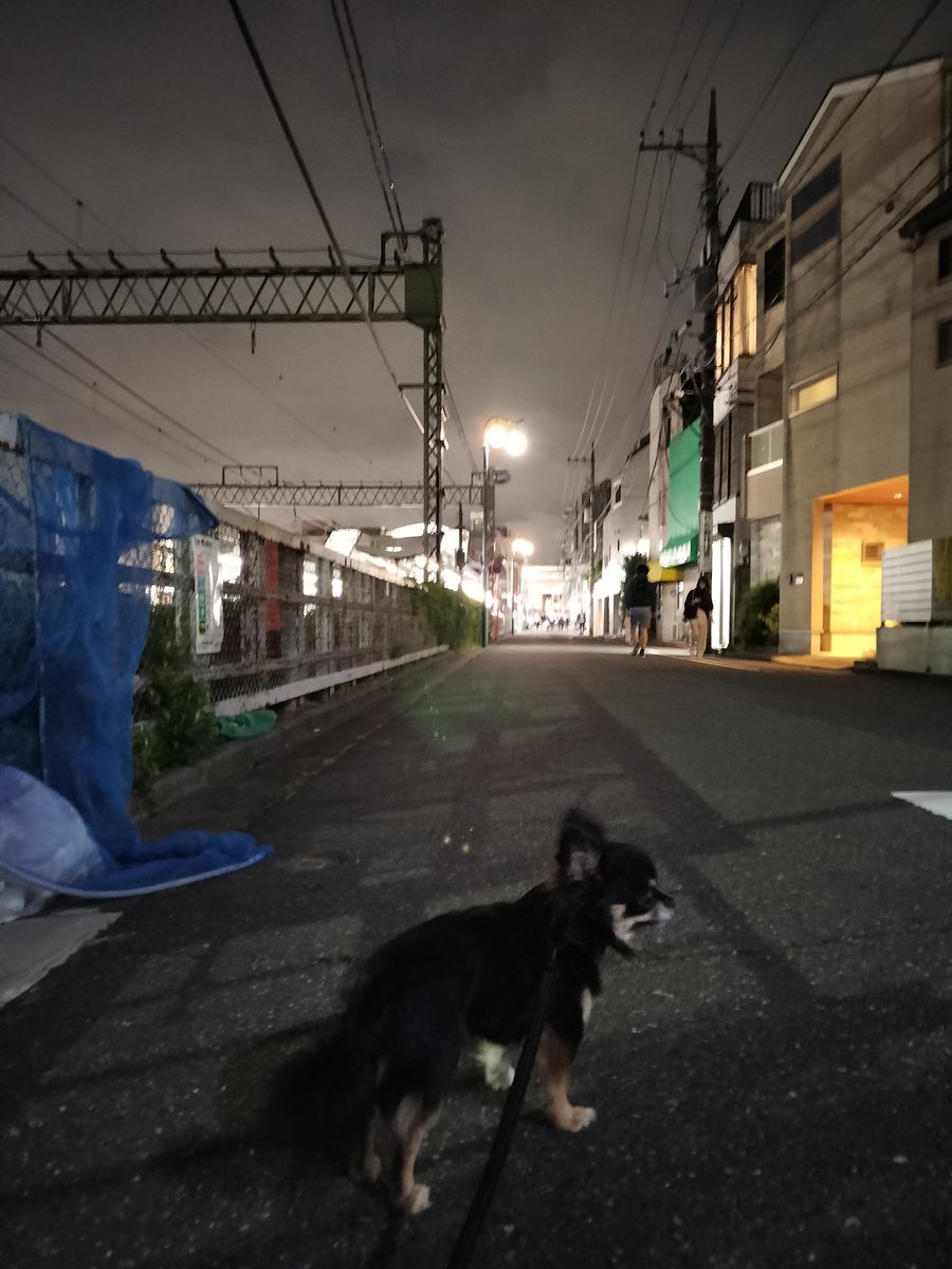 moriymust's tweet photo. こんばんわ©
#わんばんこ https://t.co/io1X2V3d3k