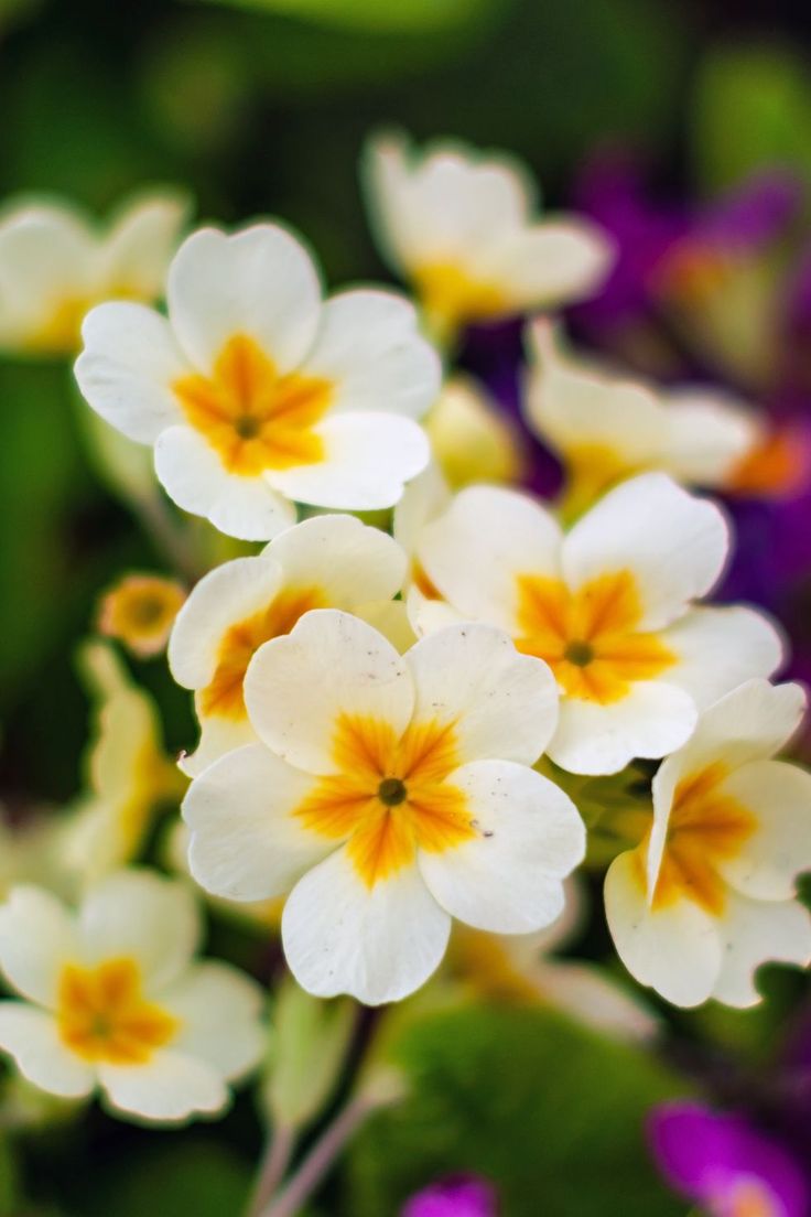 Flowers851401's tweet photo. Which season has many flowers? https://t.co/ilYse9Nv21