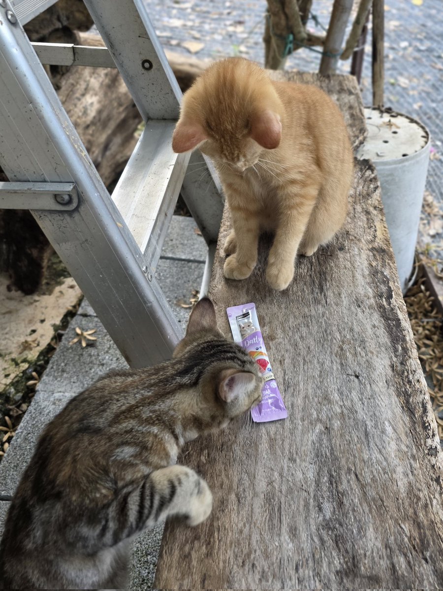 thmeow's tweet photo. มะยม: "ขนม 1 ซอง ผมจะหายงอนได้แค่ 10% เองนะครับพ่อ"
#มะยม #มะหมี่ https://t.co/9W4Ah1L0X7