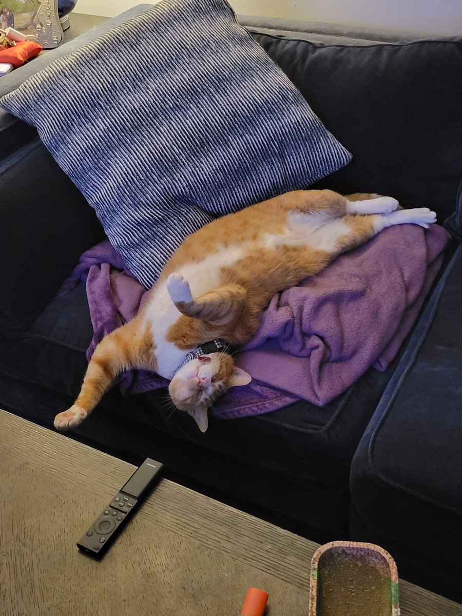 ThatFknGuy4420's tweet photo. Home with the cats 😌 Long week done and I’m enjoying both jobs so far. Heavy work at FedEx but the days fly by.  

What’s been your favorite part of this week?  

#CatsOfX #TwoJobs #WorkHard #ContentCreator https://t.co/5FDBQ15jTZ