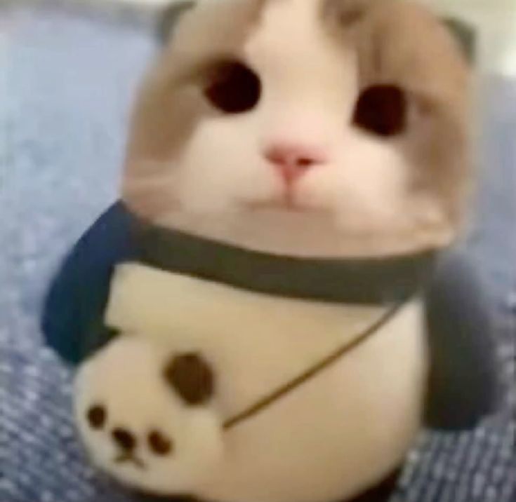 кαт⁷₍^. .^₎⟆ tweet media