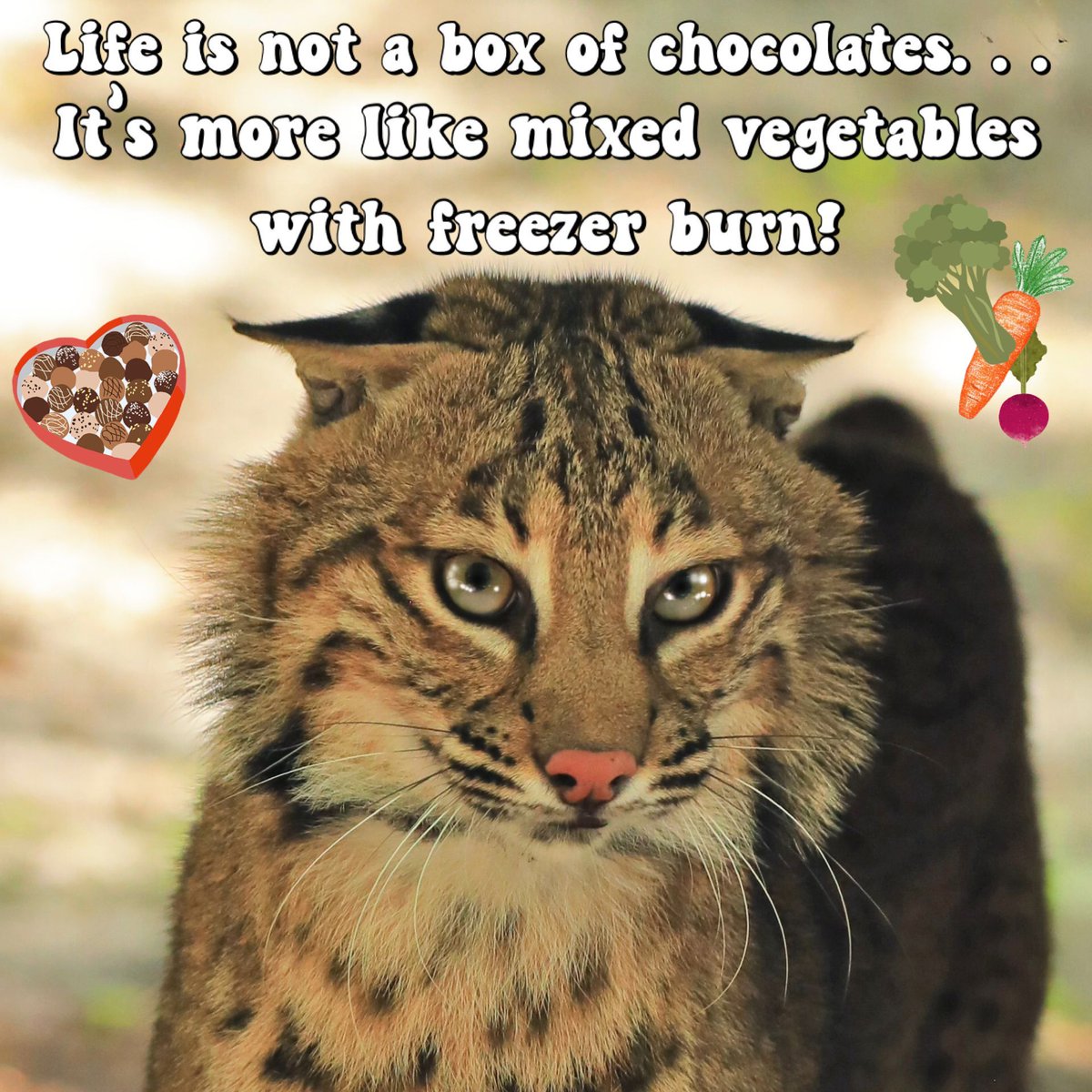BigCatRescue's tweet photo. “Life is not a box of chocolates…it’s more like mixed vegetables with freezer burn!”

#FlintBobcat #BogCatRescue #Friday #Funny #Life #WeekendMood #Silly https://t.co/sDiPrlSLwq